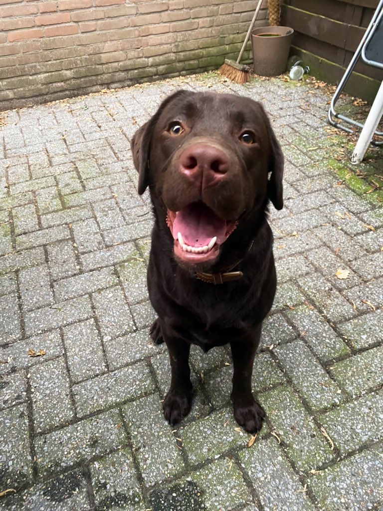 Hunterthechoco1's tweet photo. ‘Hunter, are you sorry for eating the net plant pots and throwing up on not one, but two carpets while mom was in an important Skype meeting?’

Hunter: https://t.co/SRw2cUXPfR