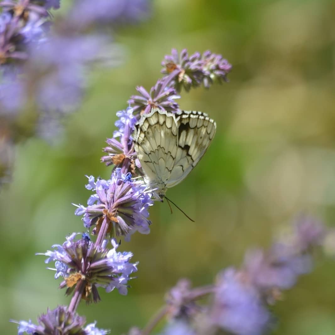 İslamgurdal30 tweet media