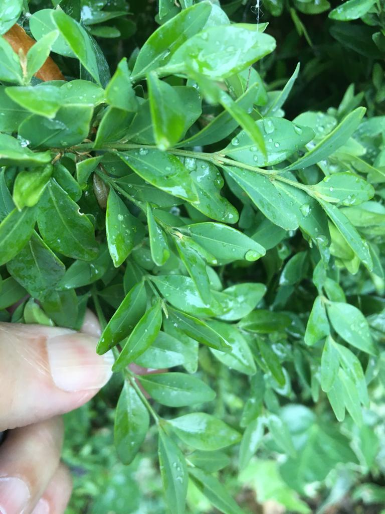 Help please! Can anyone identify this shrub #AskingForAFriend who sent me these pics. Thank you.