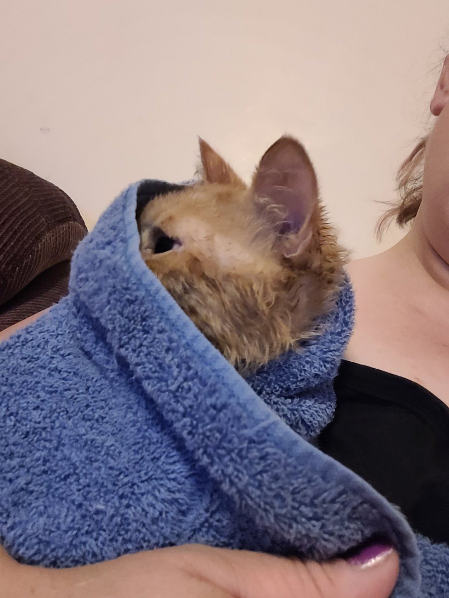 lynnslagle42's tweet photo. Super sad look I'm giving mommy right now. She gave me a baths! I have bad poos right now and she said it looked like I rolled around in them, then streaked through the house. She feels bad now seeing my face, but I'm clean #cerebellarhypoplasia #chlove #nobaths #cleanbuttagain https://t.co/EotTZsfE8r