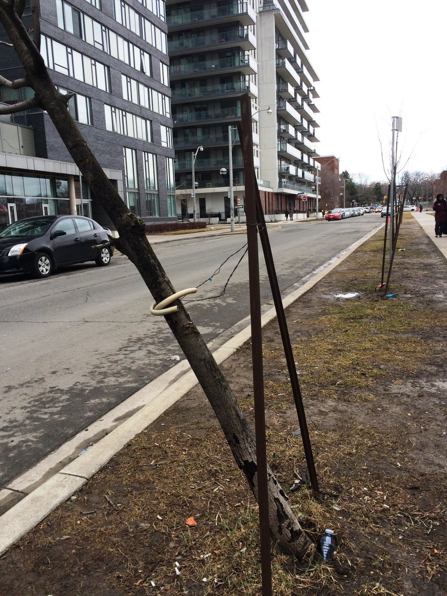 Condo trees have the worst luck . Token greening done by incompetents. Construction grade soil. Indifferent mgmt and boards who don't realize that trees aren't annuals. Lost opportunities. Why doesn't <a href="/TOtrees/">TREES TO PLEASE</a> care ? <a href="/UrbForestCrimes/">Urban Forest Crimes</a>  <a href="/green_for_life/">Landscape Ontario Horticultural Trades Association</a> <a href="/CondoAuthON/">Condominium Authority of Ontario</a> <a href="/ACMO_org/">ACMO</a>  3/3