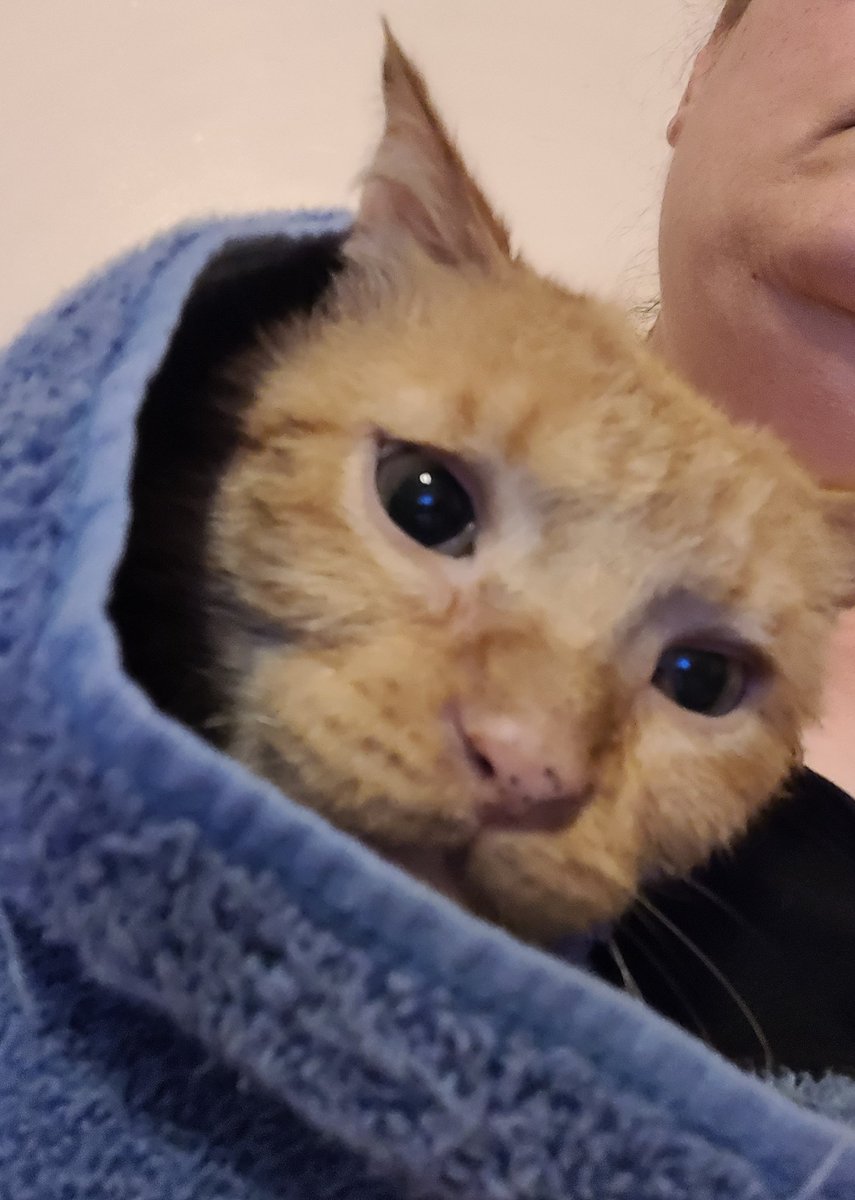 lynnslagle42's tweet photo. Super sad look I'm giving mommy right now. She gave me a baths! I have bad poos right now and she said it looked like I rolled around in them, then streaked through the house. She feels bad now seeing my face, but I'm clean #cerebellarhypoplasia #chlove #nobaths #cleanbuttagain https://t.co/EotTZsfE8r