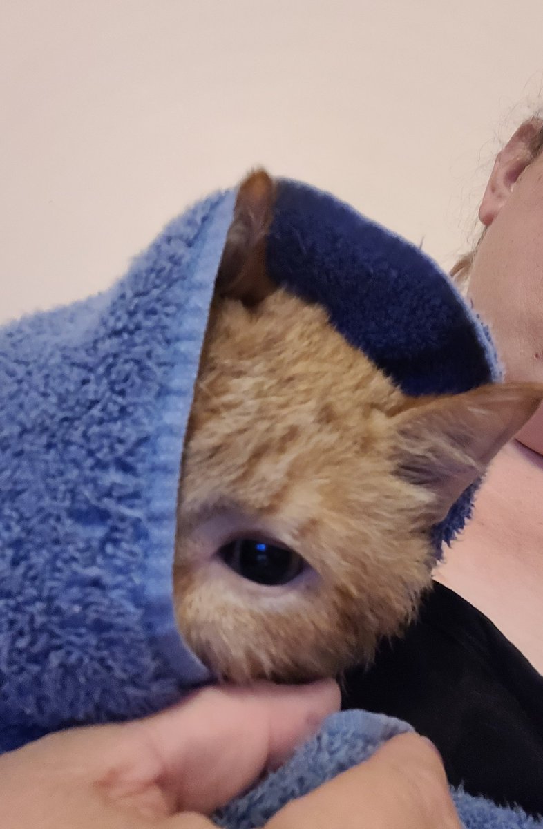 lynnslagle42's tweet photo. Super sad look I'm giving mommy right now. She gave me a baths! I have bad poos right now and she said it looked like I rolled around in them, then streaked through the house. She feels bad now seeing my face, but I'm clean #cerebellarhypoplasia #chlove #nobaths #cleanbuttagain https://t.co/EotTZsfE8r