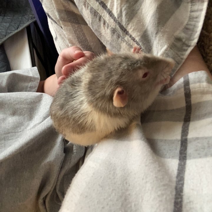 RatCamOfficial's tweet photo. RatCam Update:

Carly is feeding rats. https://t.co/K290MzHpuJ