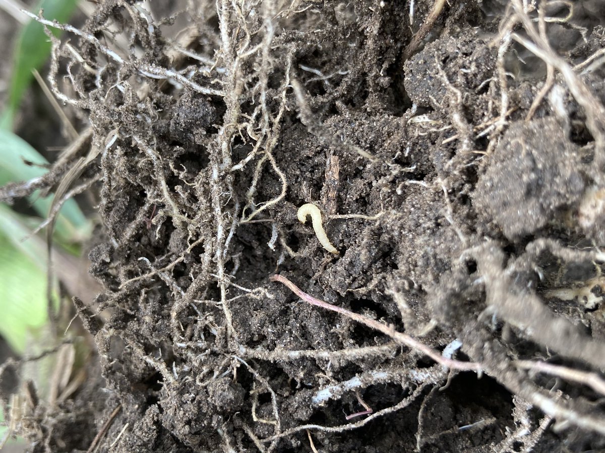 LaurenBotine's tweet image. That moment when you find corn root worm in your SmartStax Pro plot 👏🏼 😁because you know you are going to be able to show just how awesome this new RNAi technology really is! Be sure to get out and dig!  @BayerTraits #SSPro #crw