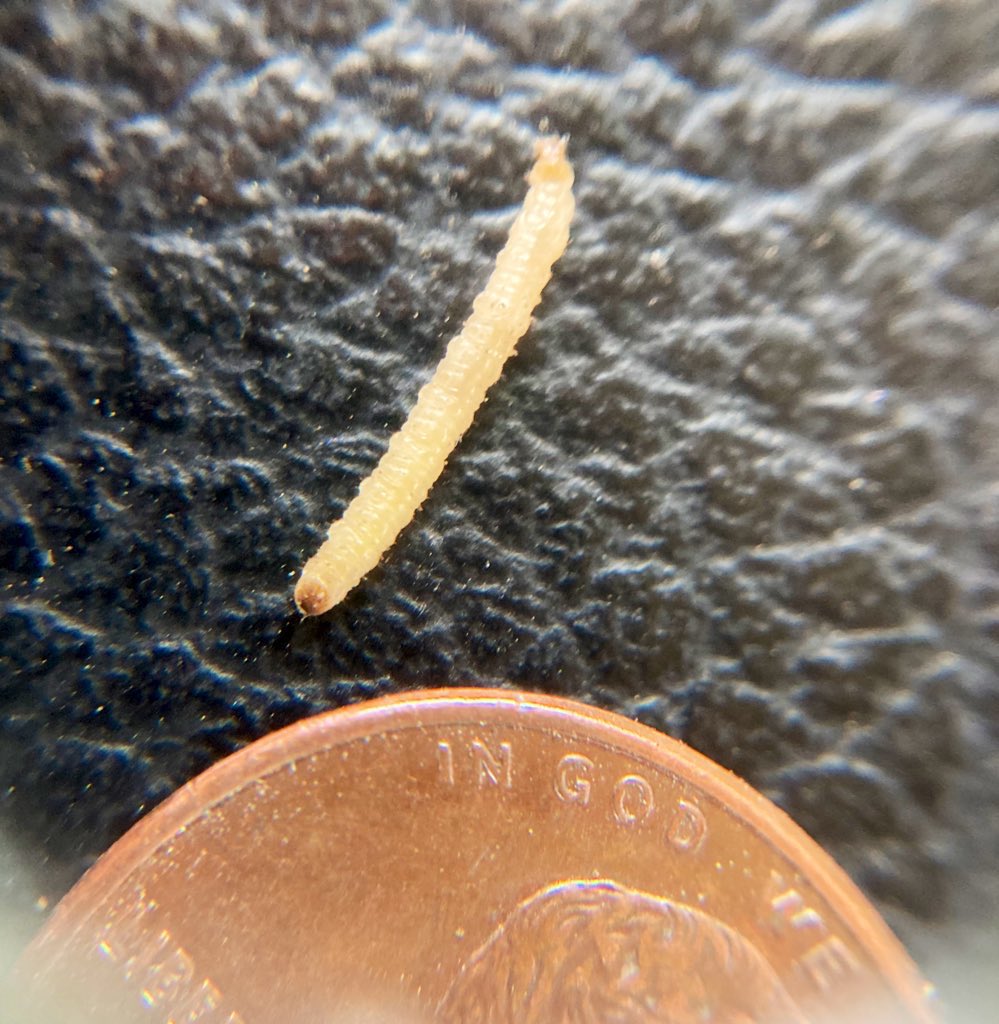 LaurenBotine's tweet image. That moment when you find corn root worm in your SmartStax Pro plot 👏🏼 😁because you know you are going to be able to show just how awesome this new RNAi technology really is! Be sure to get out and dig!  @BayerTraits #SSPro #crw