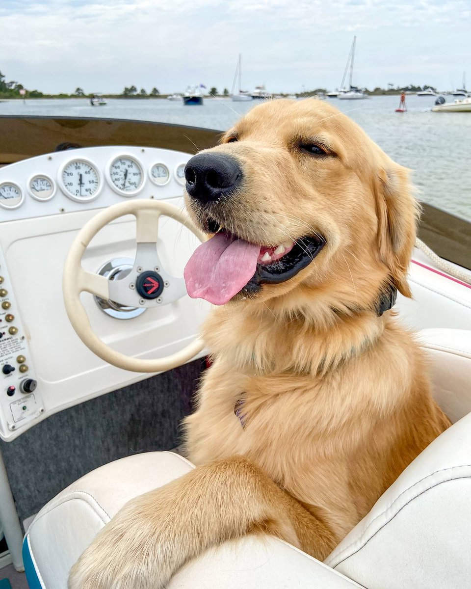Suns out, tongues out 😜 #TongueOutTuesday is here and we're asking for your favorite dog-friendly places in Pensacola? 🐾 Let us know where you bring Fido below 👇

📷 @goldenboy_bennett