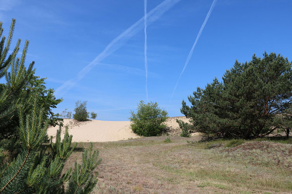 Konversion_BB's tweet photo. Vom Truppenübungsplatz Jüterbog zum wertvollen Wildnisgebiet. Ein virtueller Rundgang mit Einblicken in die Geschichte und das Engagement der #Stiftung Naturlandschaften Brandenburg. Auch zum selber Wandern...

https://t.co/eQxAL9eNsW

#Konversion #Konversionssommer #Brandenburg https://t.co/DWVk0jelIi