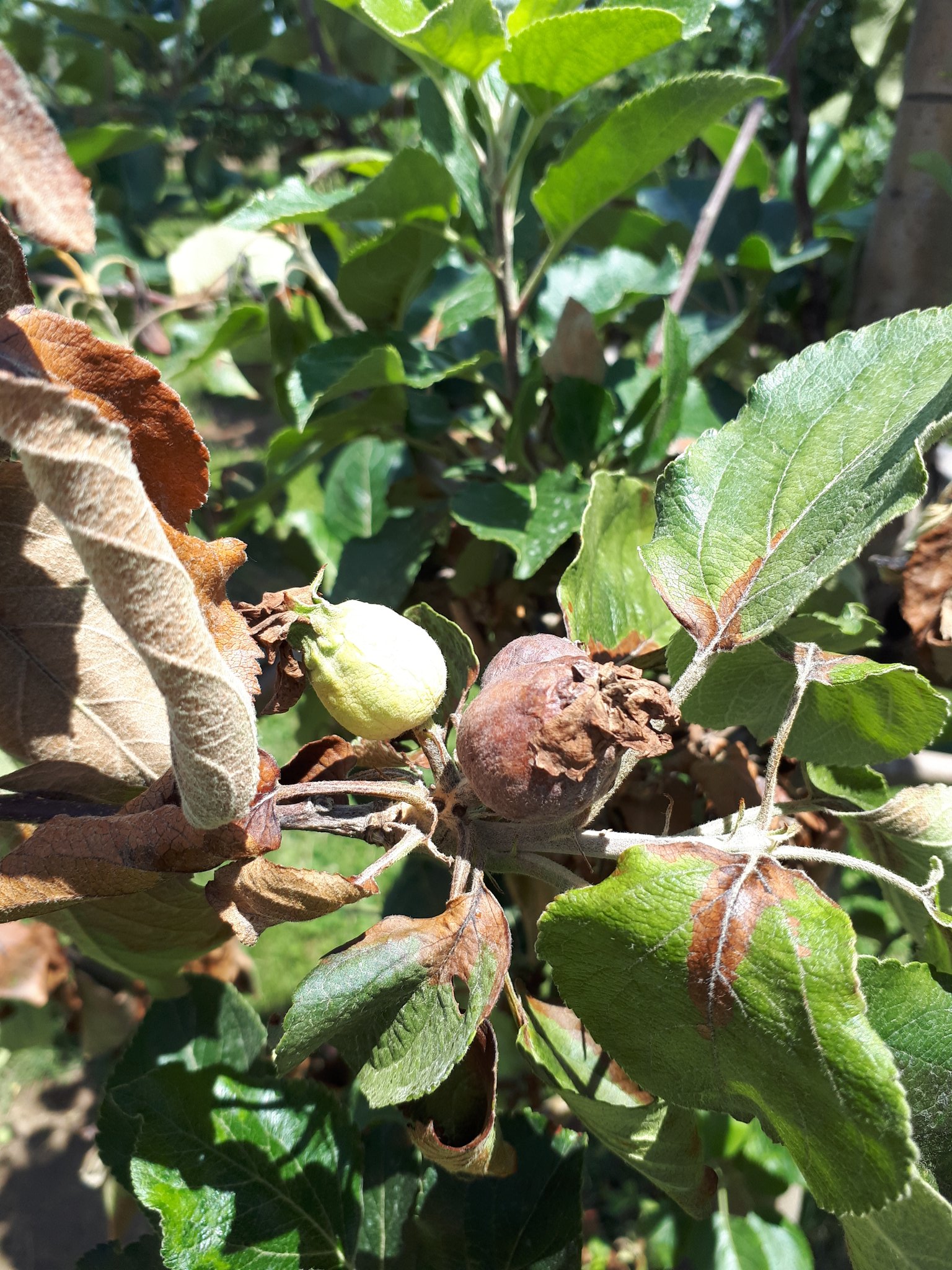 John Cline on Twitter: "We are observing severe fire blight infections in  our cider orchards this week. Some cultivars stand out: Medaile d'Or,  Yarlington Mill, Chisel Jersey, Tolman Sweet, Golden Russet, Frequin