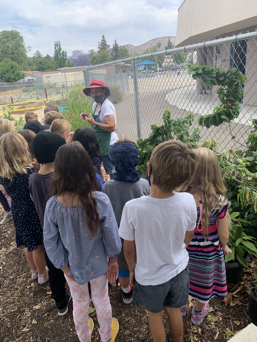 Our Summer Academy Preparing for 2nd grade students exploring Cajon Park’s garden with our master gardener! #SanteeSD #outdoorlearning <a href="/SSDKristin/">Kristin Baranski, Ed.D</a> <a href="/drsmpierce/">Dr. Stephanie Pierce</a>