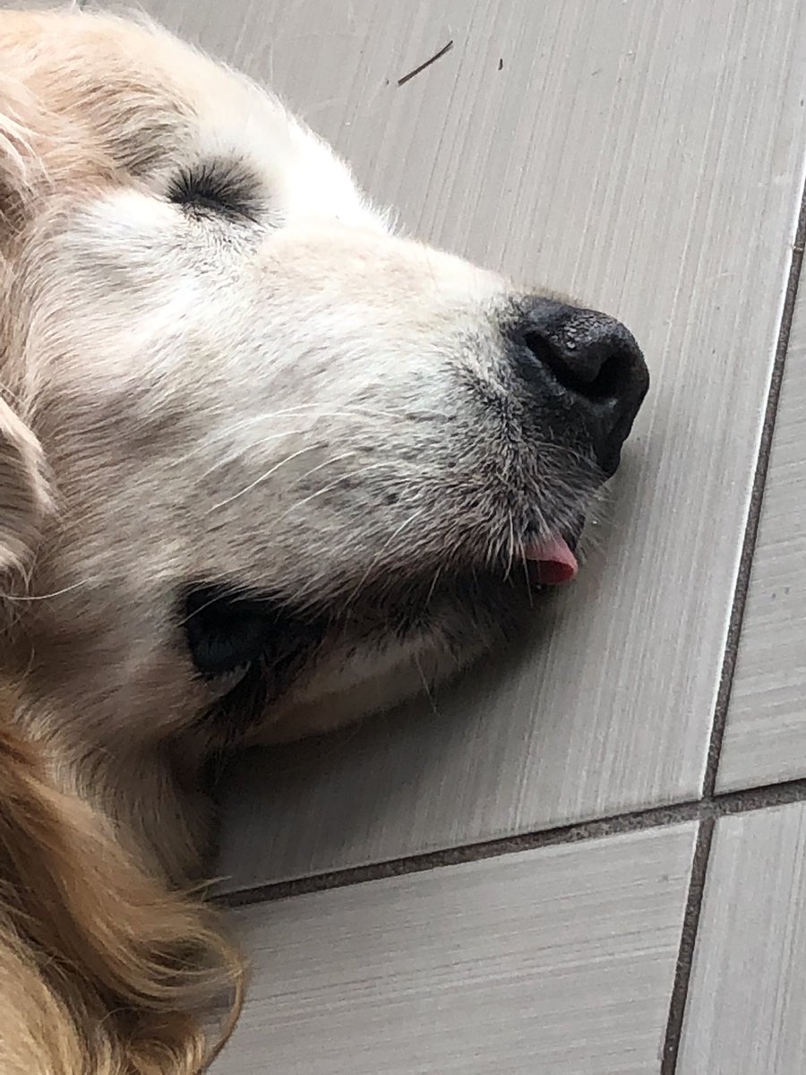 CoachBench's tweet photo. @GoldretrieverUS @FurzeyRetriever @Penny_Lane_Pup GEORGE IS ALL INโฆโฆ
#TongueOutTuesday #BenchDogs https://t.co/F1naSLmEBn