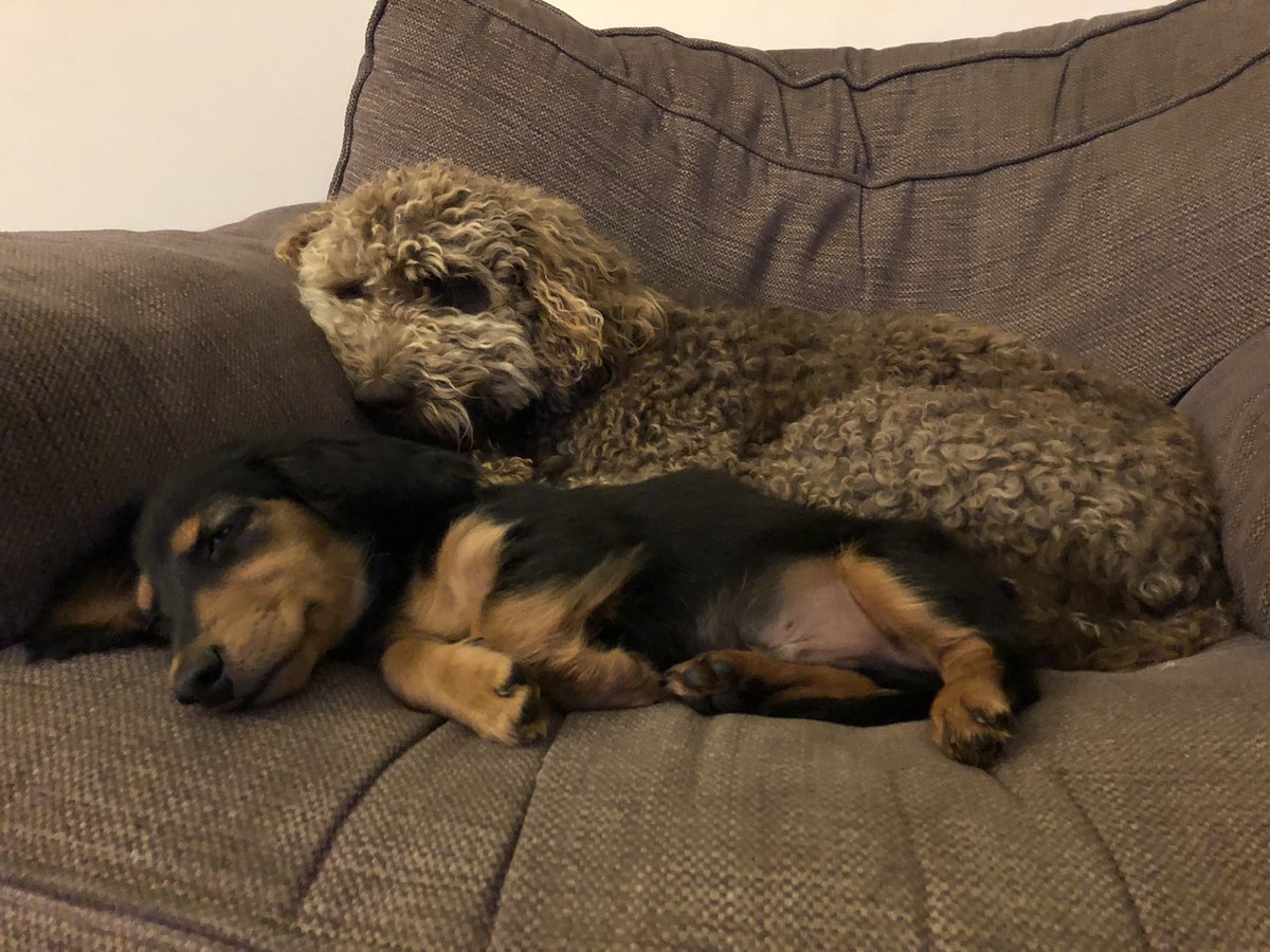 RanieriDog's tweet photo. Chilling with the pup…💤 https://t.co/L4MFRLxCZC