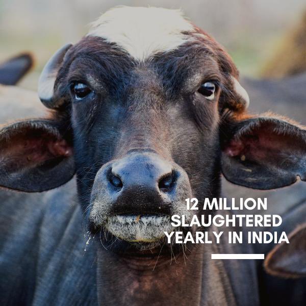 Gauri Maulekhi tweet media