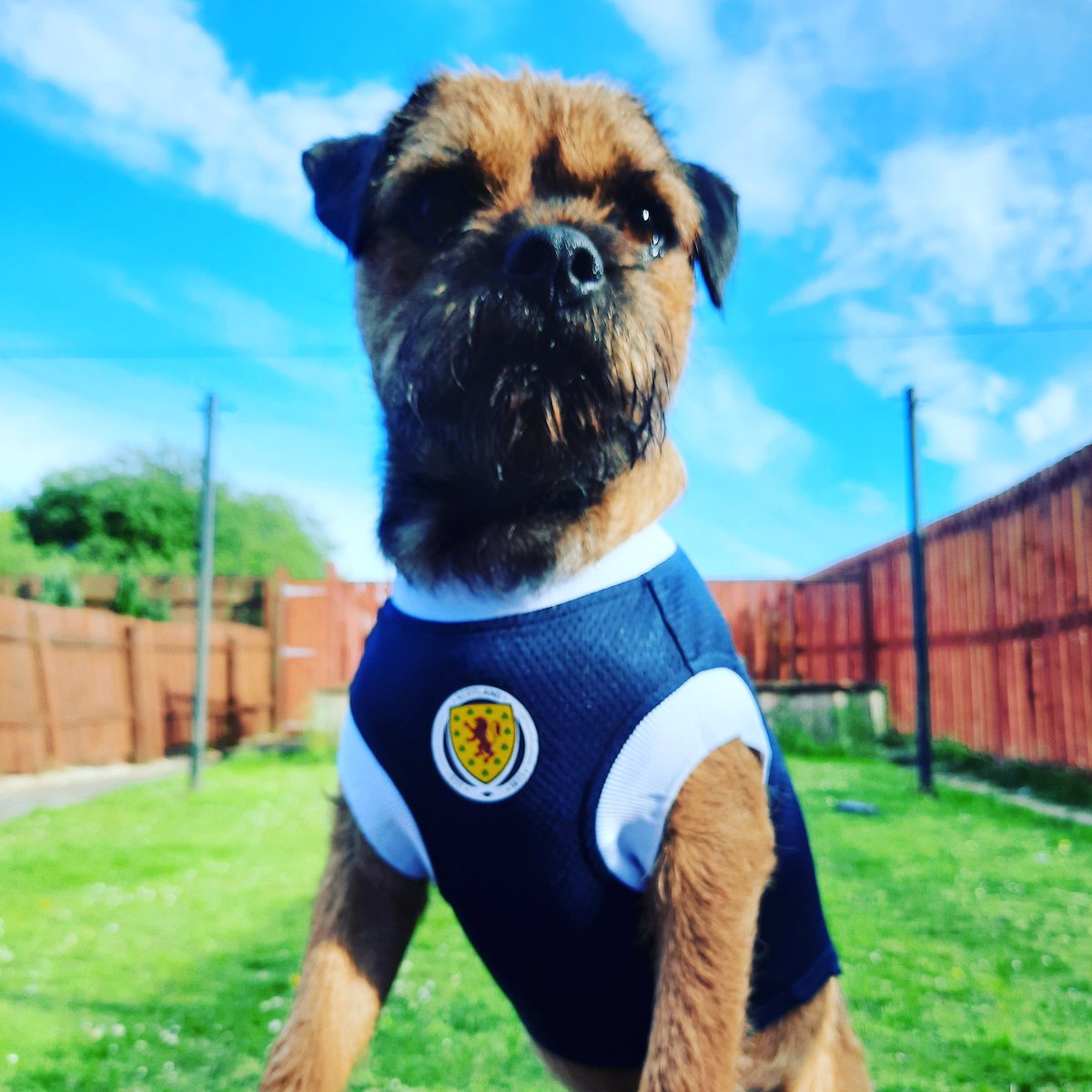 deedoubleu34's tweet photo. Sully supporting Scotland 🥰⚽️🏴󠁧󠁢󠁳󠁣󠁴󠁿🐾🐾 https://t.co/DeqHI8zcIM