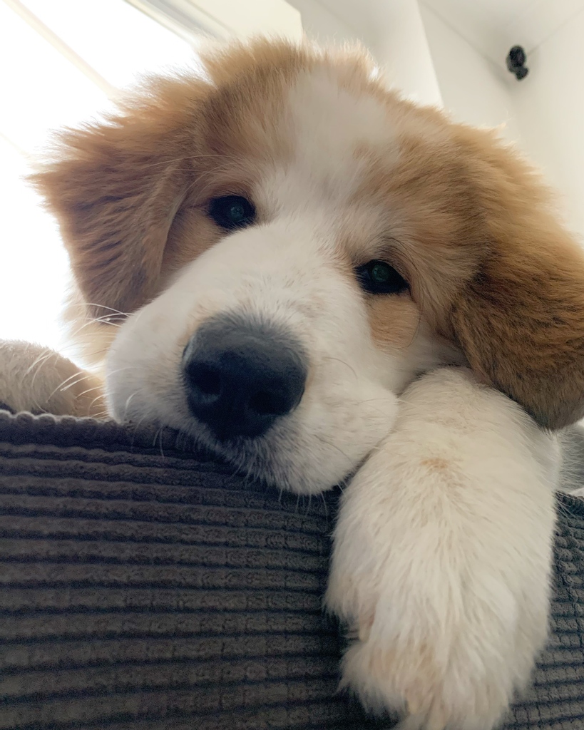 PUPPY DOG SHORTLIST⁠
⁠
Who doesn't love a puppy pic?! Here are the cute shots that made the Puppy Dog category shortlist.