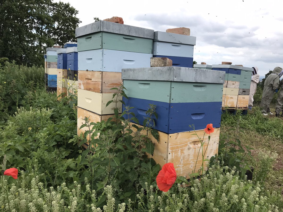 🐝🐝🐝🐝🐝🐝🐝🐝