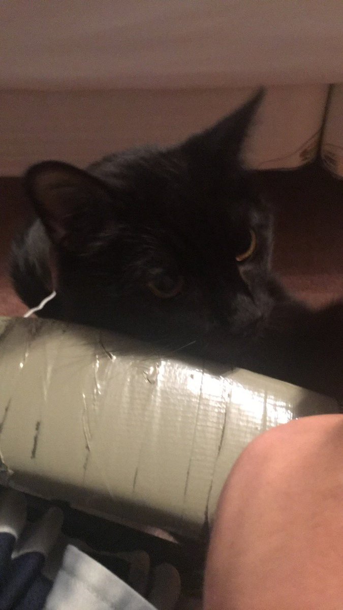 TheFatherDan_'s tweet photo. Forever missing you 😿 https://t.co/H6kV7TulV7