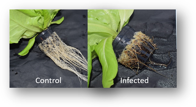 BarbaraConinck's tweet photo. New PhD position available on the management of Phytophthora cryptogea in hydroponic cultivation of lettuce and chicory. An exciting combination between fundamental and applied research. https://t.co/K5JaJfNoL2
@biosystkuleuven @lab_php @Praktijkpunt @PGroenteteelt https://t.co/i6GBYQ1XxA