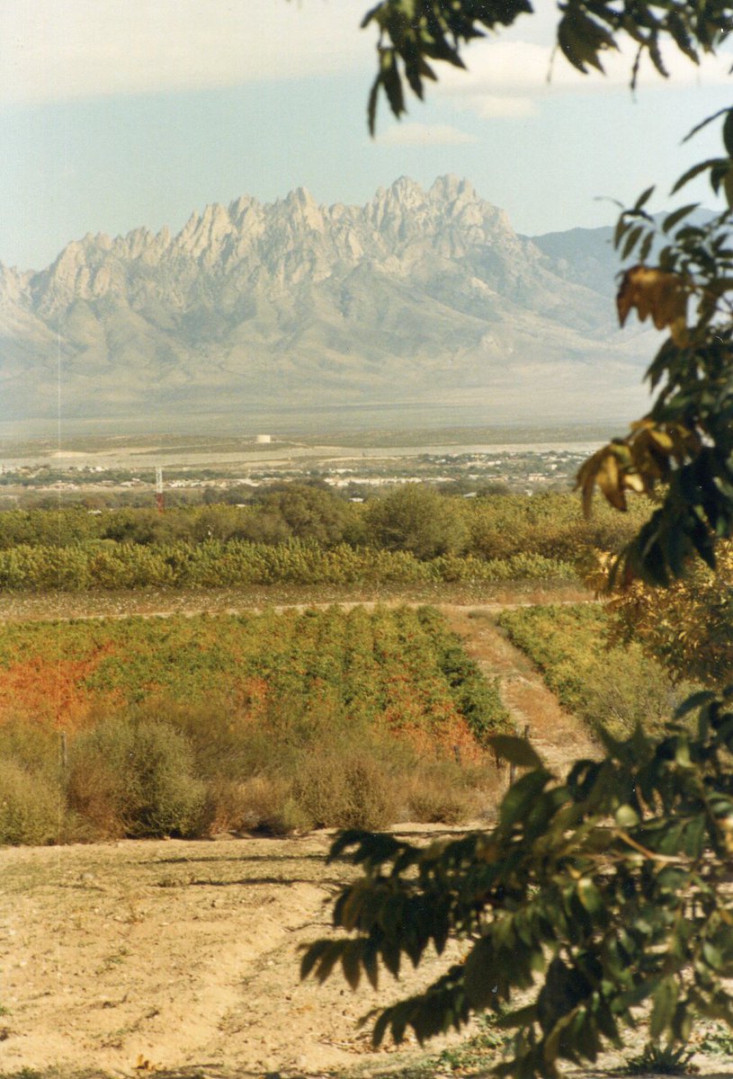 PecanSouth's tweet photo. From the Pecan South archives—Arnold Brothers began farming in Las Cruces, New Mexico, in 1981. These photos showcase the Arnold family's pecan orchard in November 1988 as the trees approached harvest.
#pecans #pecangrowers #aghistory #archives #tbt #throwback https://t.co/Ay4SIYH0FL