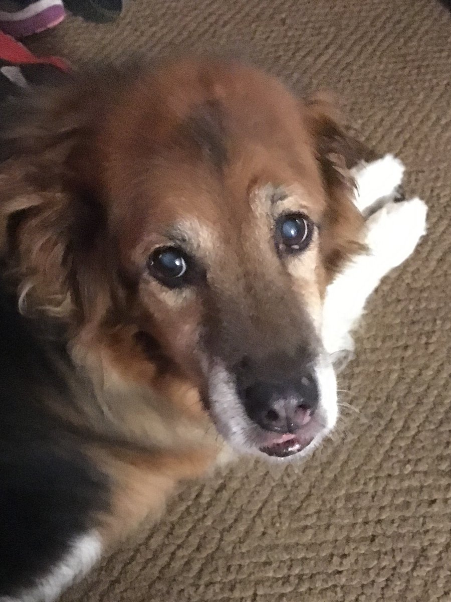 JeffOsborneCCHS's tweet photo. Just had to say goodbye to our Bailey. He was the perfect dog for our family. We will always love you, buddy! https://t.co/Nnph2nxfJo