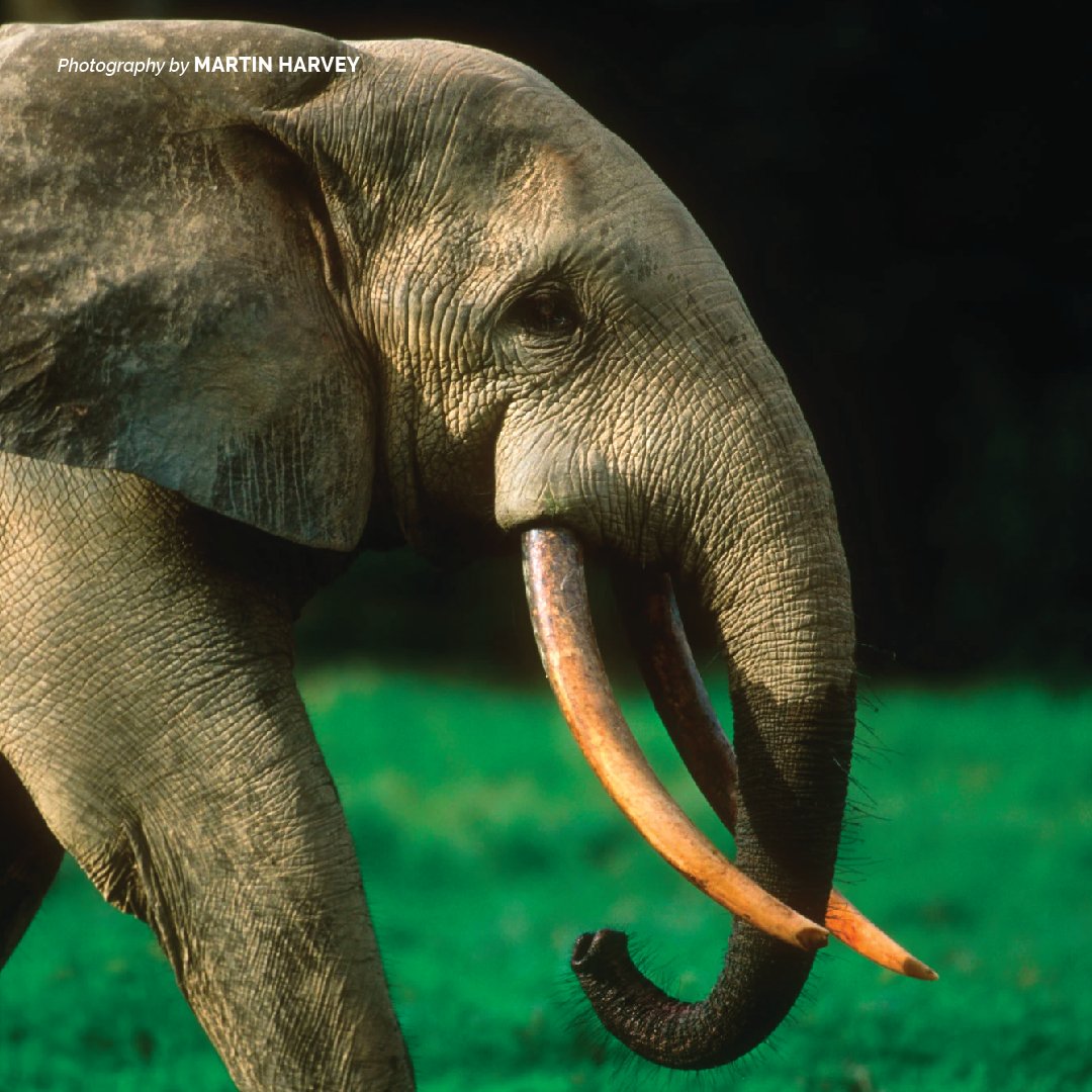 AWF_Official's tweet image. Africa's remaining forest elephant populations are found in the tropical forests of equatorial west and central Africa. bit.ly/2kcQ0nq