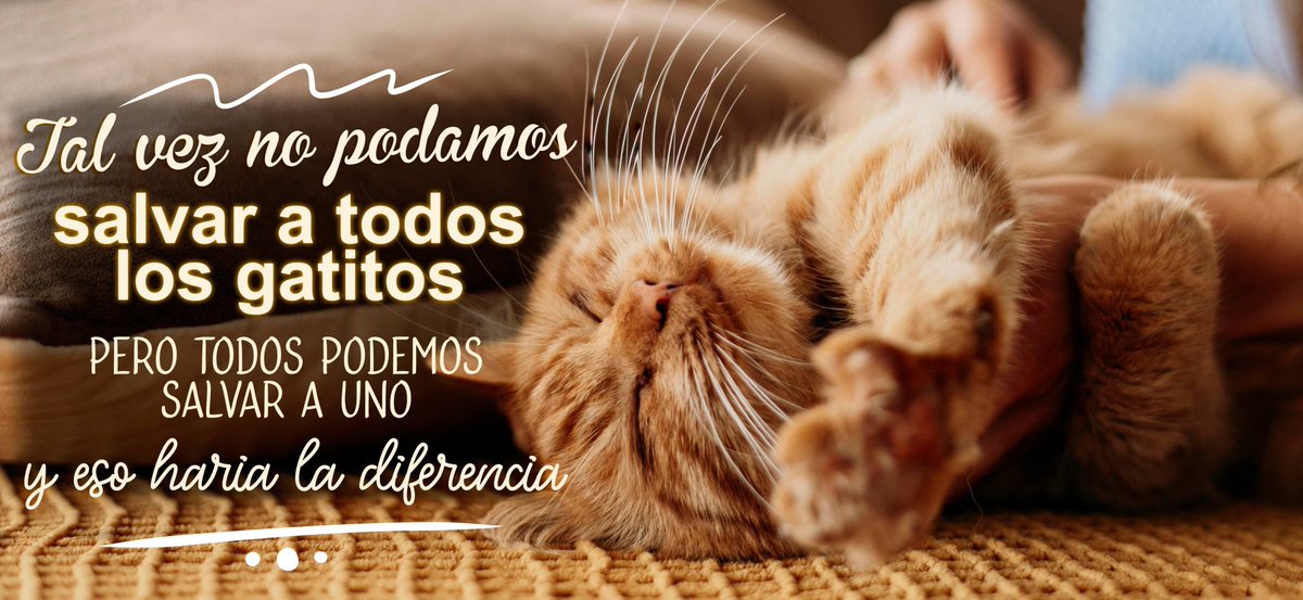 #Conciencia | Hay mil formas de ayudar a los más desprotegidos, los pequeños detalles hacen una gran diferencia.
Esteriliza y juntos logremos disminuir el abandono y la sobre población de caninos y felinos. 🐶🐱
#DIFEcatepec #MunicipioConValores