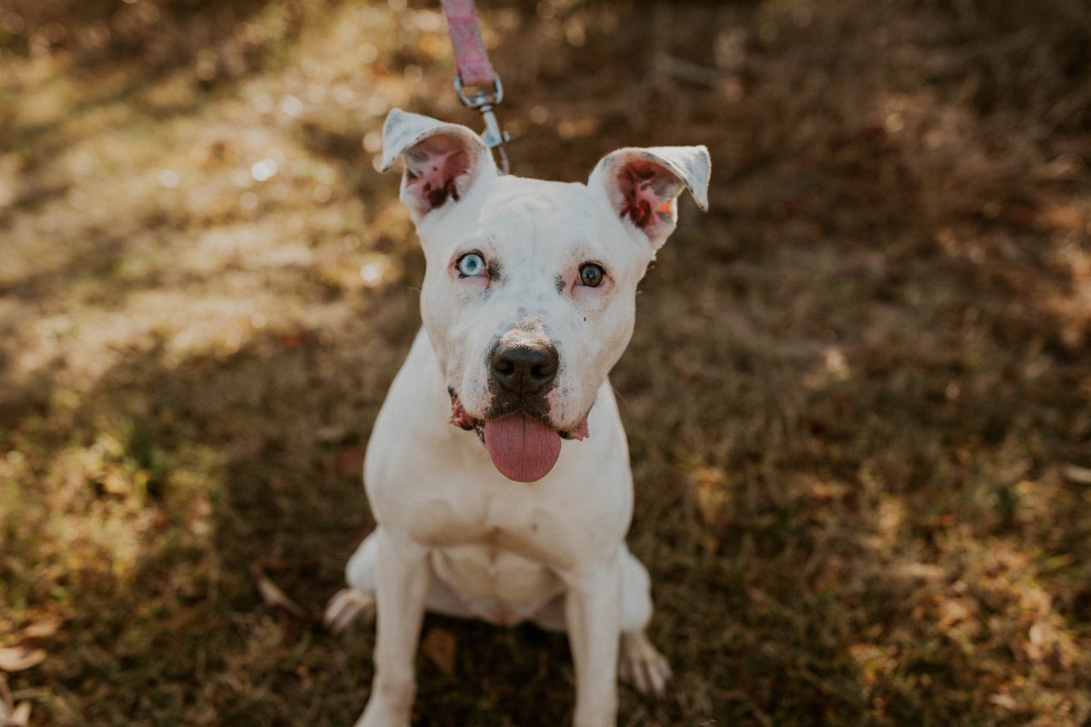 HSEC's tweet image. WE ARE BACK!!!