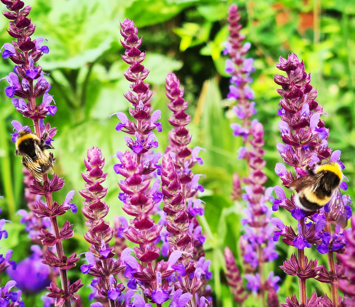 My Salvia brings all the bees to the yard, and they're like;

'Goodness this is an excellent nectar source. Please plant more to support our survival and enable us to ultimately facilitate the continuation of life on earth.'

#BigBeeChallenge