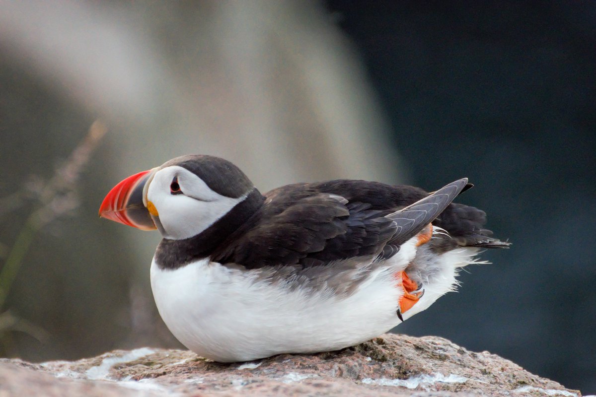 _benjaminowen's tweet image. Puffin!
instagram.com/p/CQbEIlJnSVZ/