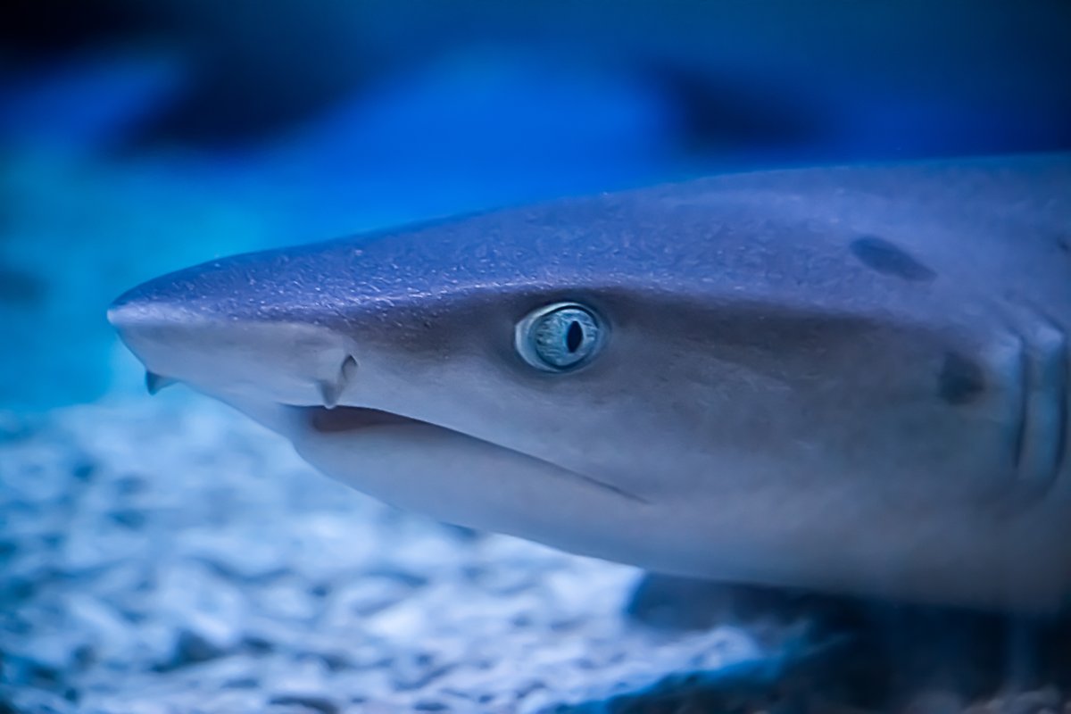SharkWeek's tweet photo. Did you hear the news? 📣🦈

#SharkWeek starts July 11 on Discovery and #discoveryplus!

📸 :  Galina Atroshchenko https://t.co/cyfc1sZXoQ