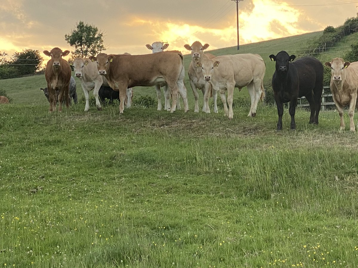 Sunset and cows what could be better #teambeef