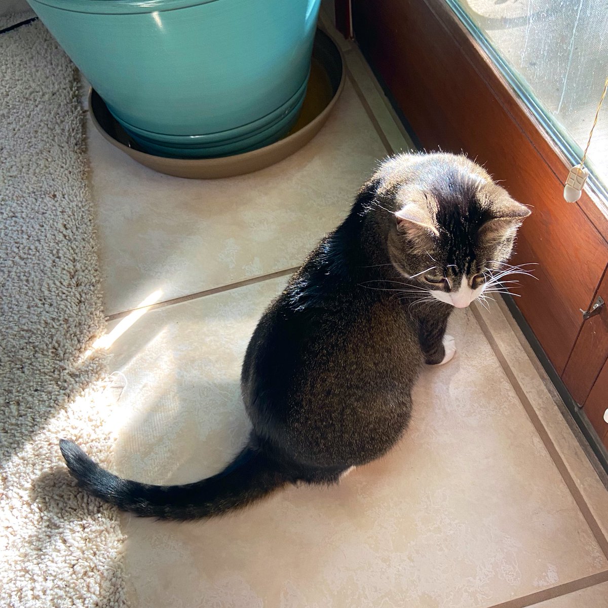 Absob the Some Shine ,