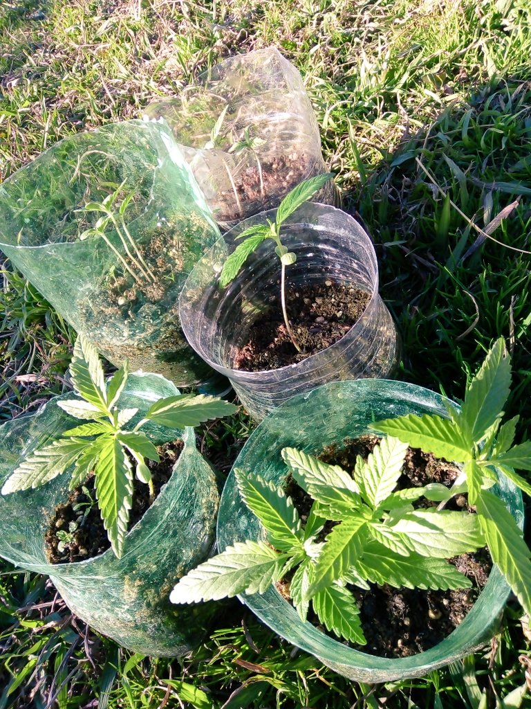 Andresitoivxx's tweet photo. Cosita linda de la naturaleza 😍💚

#420 #420Life #Weed #Love420 https://t.co/l23RrfQa73