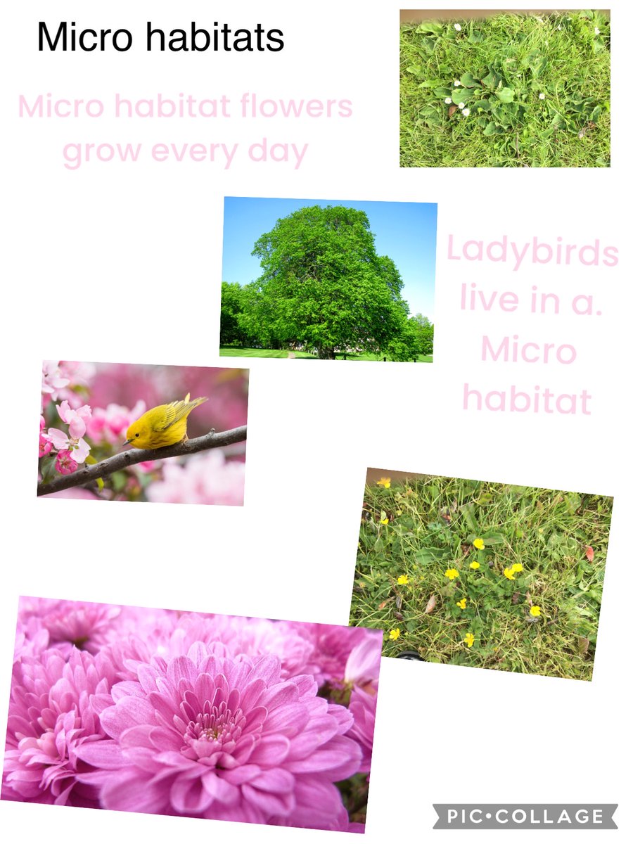 LFHighlands's tweet photo. 2LF have applied their computing skills and used their knowledge from science to create habitat posters! I am very impressed! @HighlandsPS @HumberEdTrust https://t.co/rKXKiwfU7s