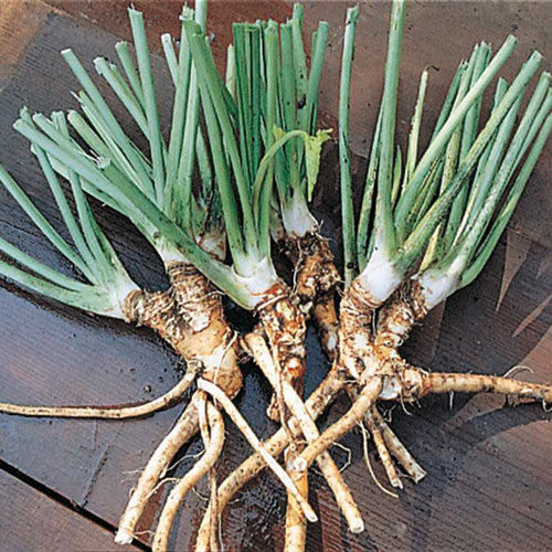 TRIVIA TIME!

Illinois ranks #1 in production of the crop below, what is it!?