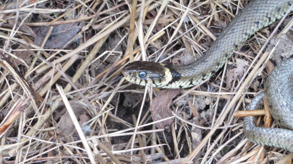 Thomas Simpson tweet media