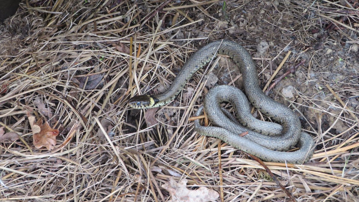 Thomas Simpson tweet media