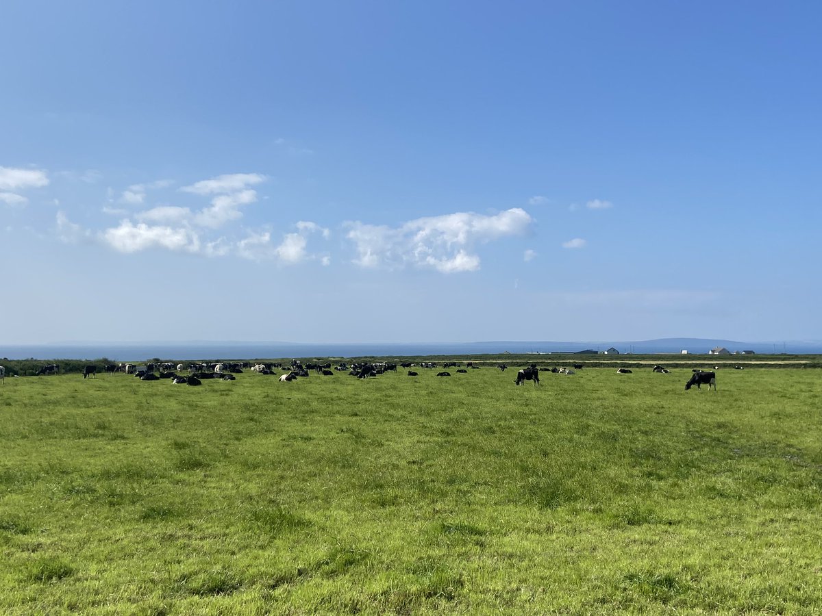 SenseHubIrl's tweet photo. Beautiful herd of Dairy cows with Sensehub collars doing the business down in Causeway, Co. Kerry. The views were exceptional and a nice story of the Sensehub controller picking up cows in County Clare over 3 miles away! 🌞 💨 🐄 https://t.co/HCueZ2pZyL