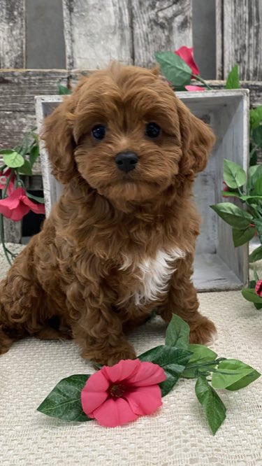 Princess_Pigggy's tweet photo. I’m going to be a DOG MOM! 🥰 
Brb just crying at how cute my baby is 🥺💖 … She’s coming home this week! 👏🏼 #cavapoo #dogmom #loml https://t.co/P5Q4JVRFlv