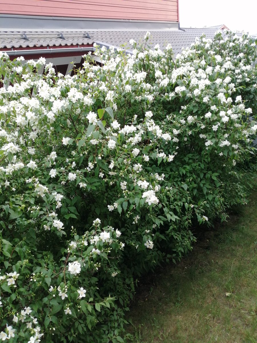 KatriTuominen2's tweet photo. Jasmike innostunut kukkimaan, tuoksu on huumaava. #jasmike #suomenluonto https://t.co/xuW1aOguaa