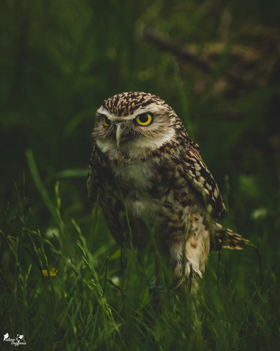 Bundled all my favourite #burrowingowl portraits into one post. I can’t get enough of this little cutie! Which one is your favourite?🦉😍

#wildlife #wildlifephotography #owls #birdsofprey