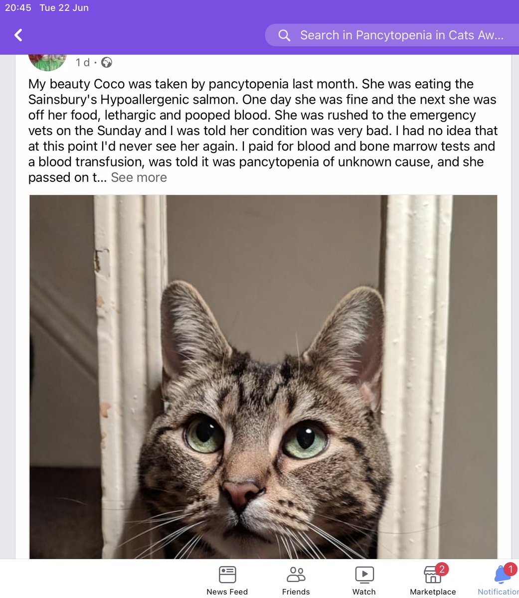 maisiethetortie's tweet photo. @sainsburys #Sainsburys you need to take some ownership of this. #Catdeaths #CatsOfTwitter #Pancytopenia #FoldHill #Petfood #Applaws and #PetsatHome have https://t.co/w6u2a57eZD