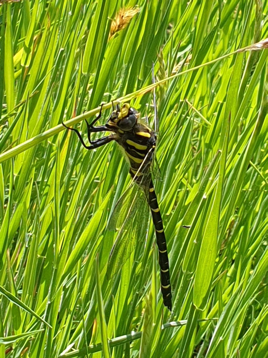 Our first Golden-ringed Dragonfly on Hawnby Hill, North Yorkshire today, cracker. With @bevw131 @BDSdragonflies @BDSYorkshire #phoneshot