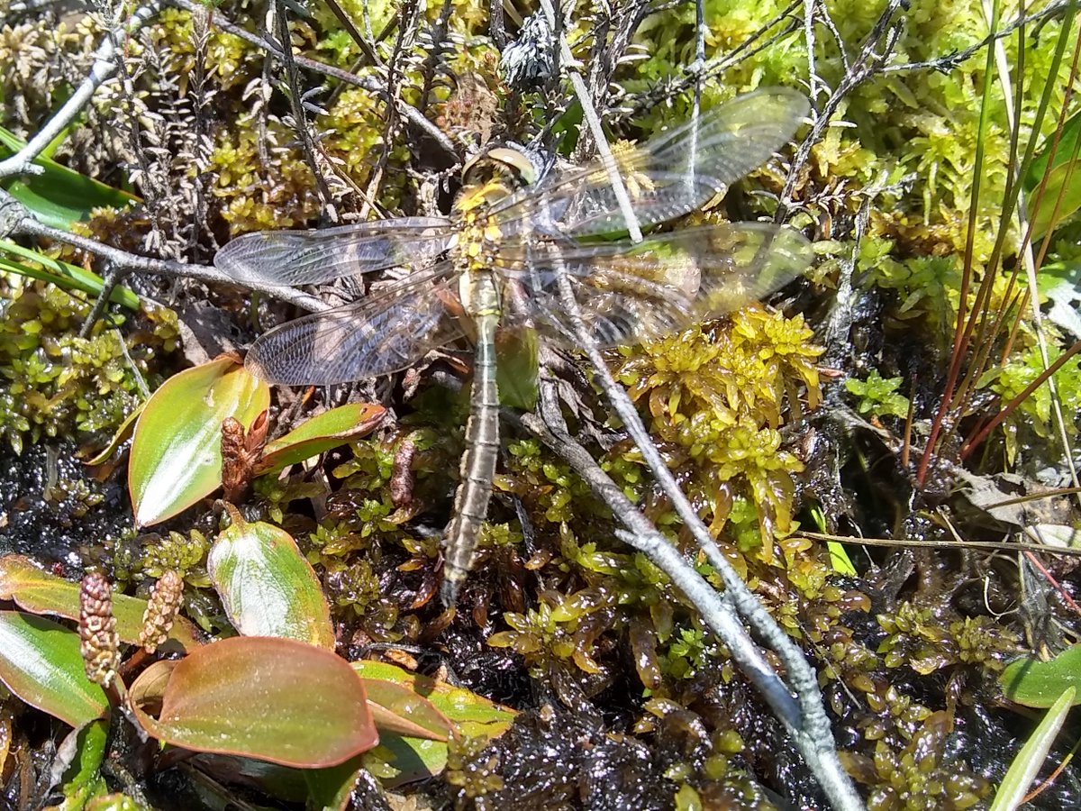 Great afternoon out with <a href="/HighlandNewt/">Highland Newt</a> looking for white-faced darter larvae for <a href="/AnnaPMuir/">Anna Muir</a>. We found lots but were so focused on our work that I forgot to photograph any, so here's a newly emerged Northern emerald instead!