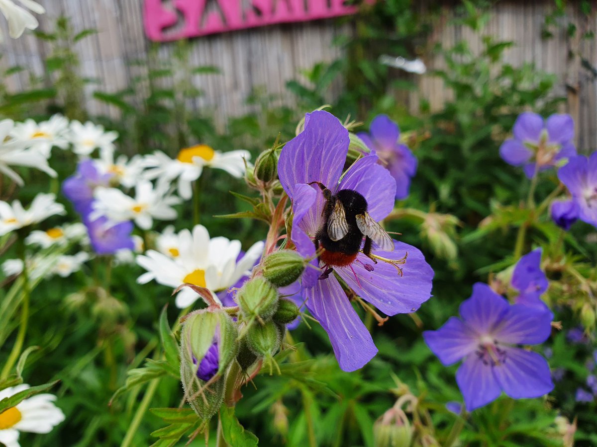 #beautiful #flowers in #SarahsButterflyGarden attracting #pollinators 💜🐝💜🦋💜 

#LittleThingsThatRunTheWorld 
#insects #InsectWeek #InsectWeek21 #bees #bee #purple #flower #garden #gardens #NaturePhotography #nature