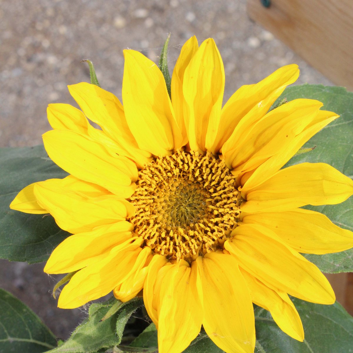 TopSpray's tweet image. Retaining moisture and keeping your soil cool will reduce plant stress and wilting when it's sunny and hot. Mulch is the answer and can be used in flowerbeds, containers and even household plants!!
#montane #topspray