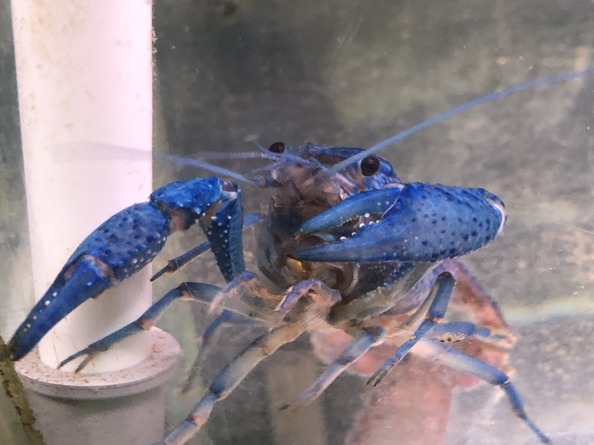 アレニー Twitter Search Twitter