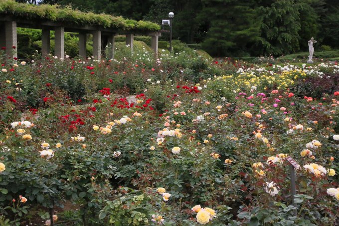 神代植物公園 バラの見頃と開花状況