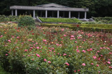 神代植物公園 バラの見頃と開花状況