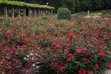 神代植物公園 バラの見頃と開花状況